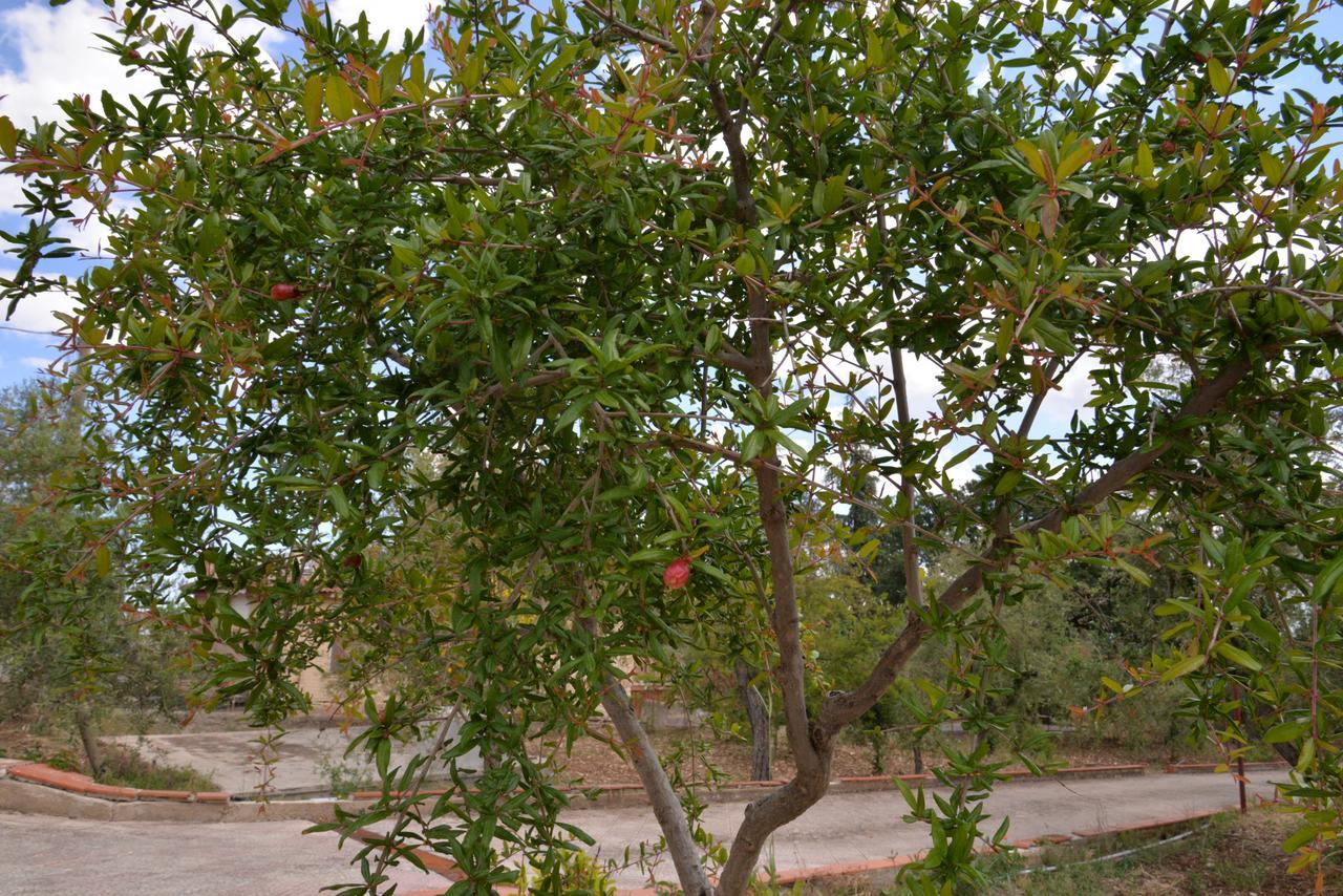 B&B Lara Santola Corato Exterior photo